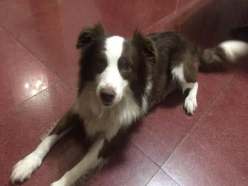 边牧和柴犬哪个掉毛严重,四个月的边牧掉毛严重