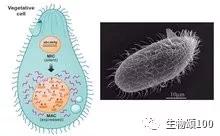 学科教学生物真题,生物教学中各种模型