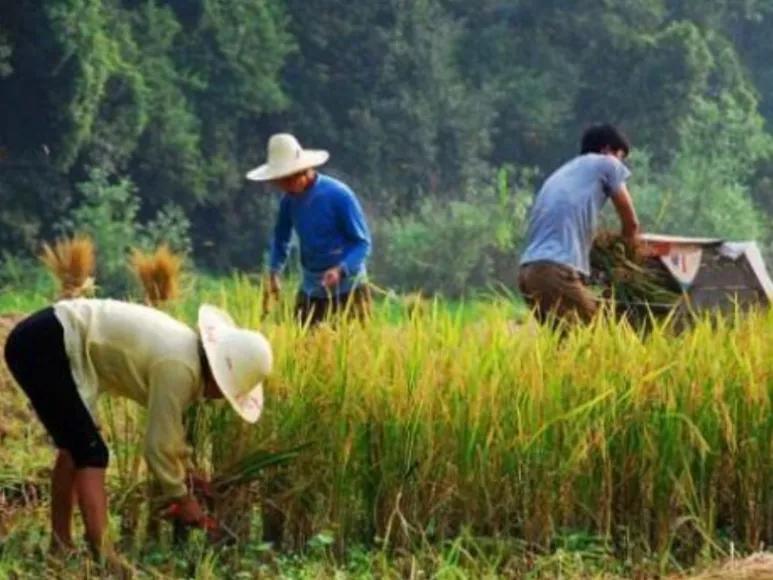 七十年代贫困农民图片,七十年代农民修梯田图片