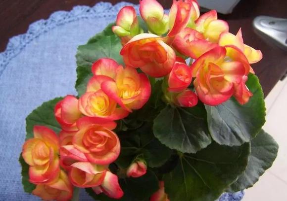 四季海棠养殖方法和扦插最佳时间,四季海棠扦插生根后多久可以移栽