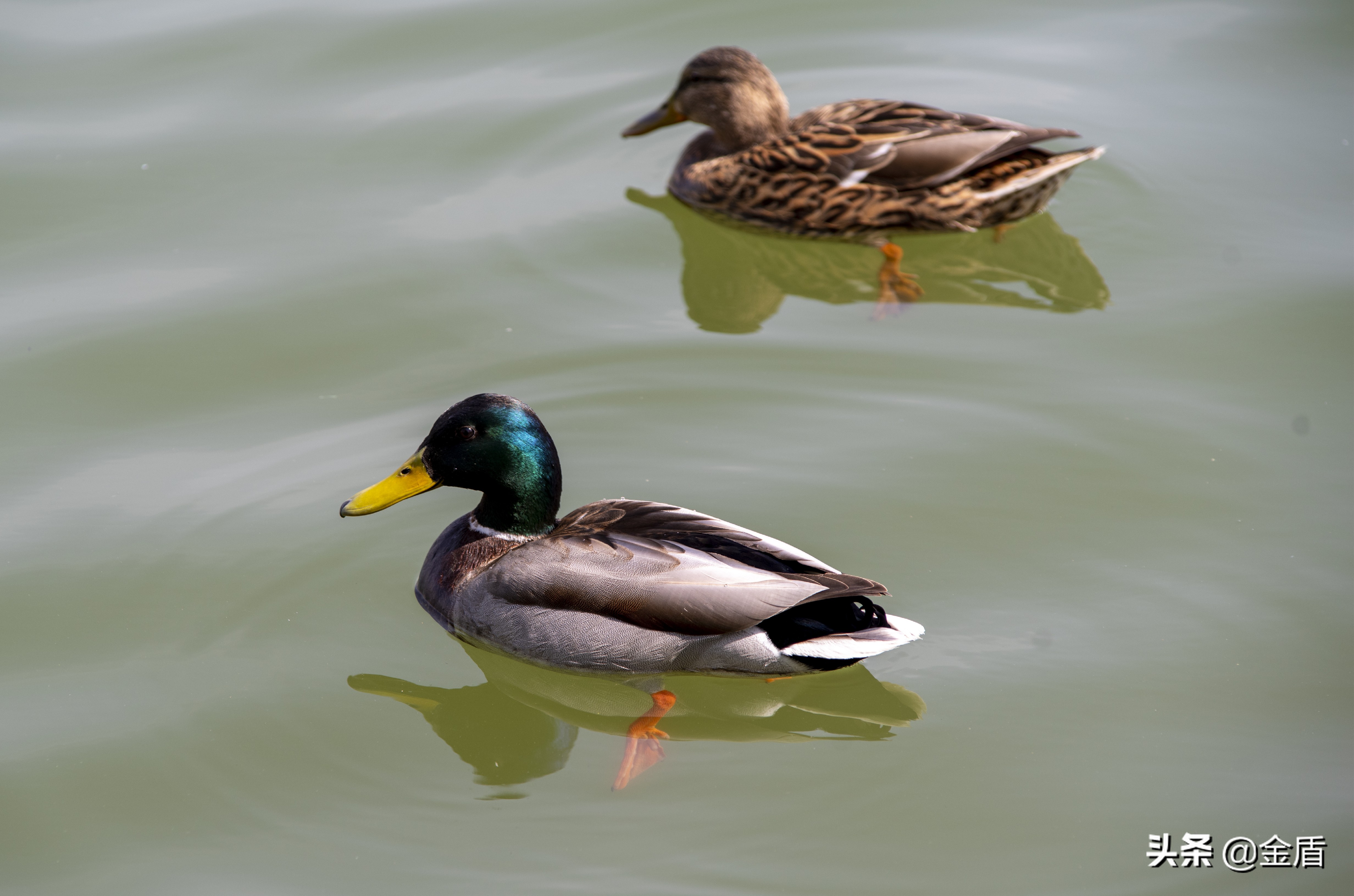 鸭子自由自在的玩耍,鸭子们在雨中嬉戏用英语怎么说