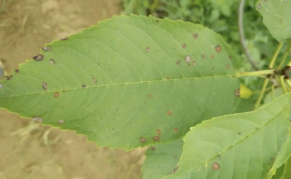 樱桃褐斑穿孔病叶片图,治疗樱桃褐斑病特效药