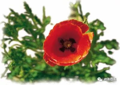 日本国花是什么花啊,全世界各国的国花是什么花