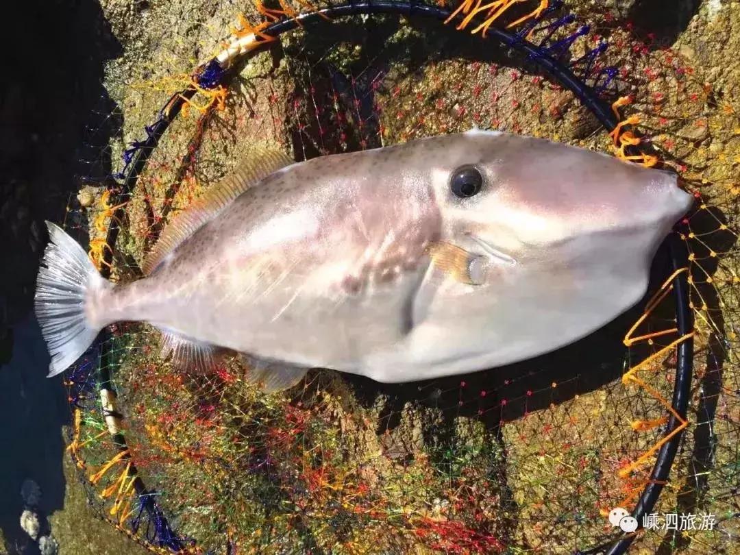 海捕常见海鱼,东海海鱼图片和名称大全