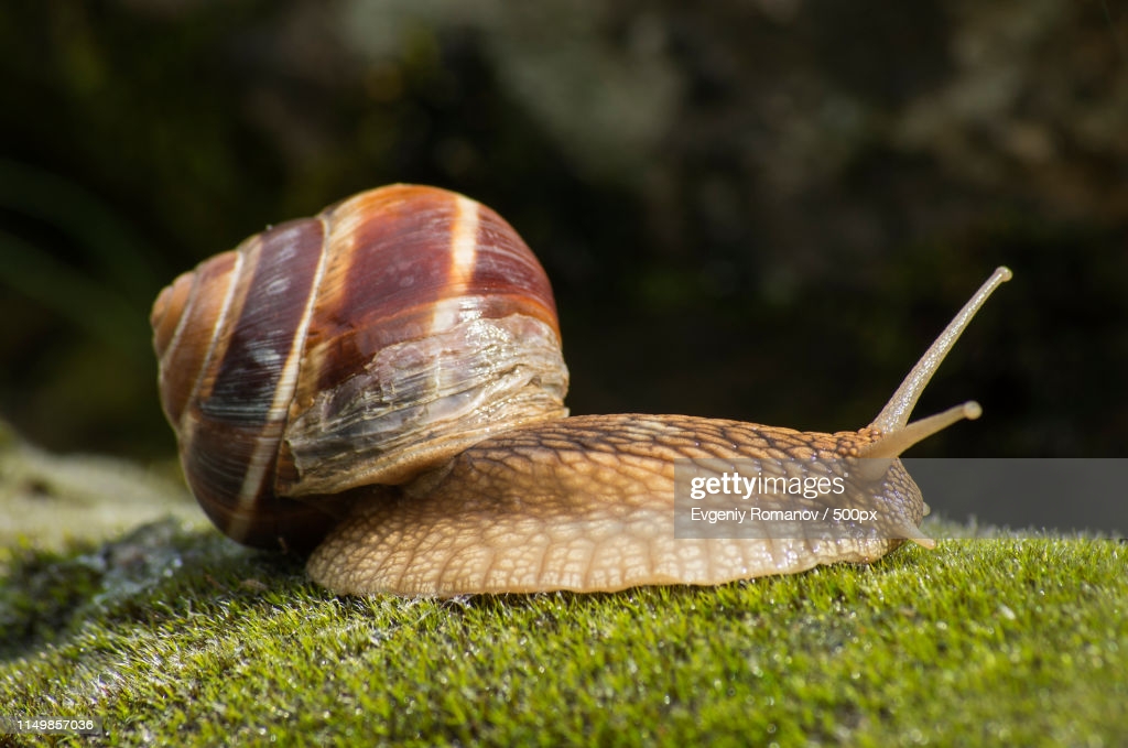 最大蜗牛入侵我国,南方到处是:非洲人的美食,中国人却不敢吃