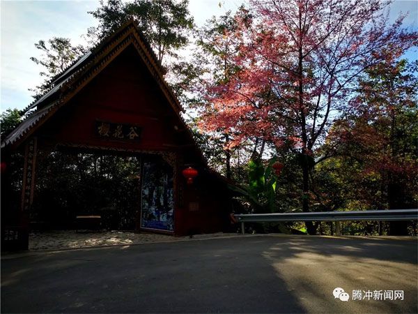 腾冲樱花谷樱花节,腾冲樱花谷最佳观赏季