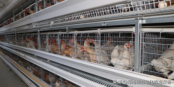 光照在蛋鸡养殖中的重要应用,光照对蛋鸡的作用原理图片