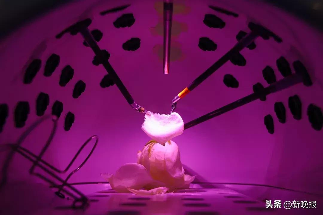 新华社年度照片,人民日报社2019年度照片欣赏