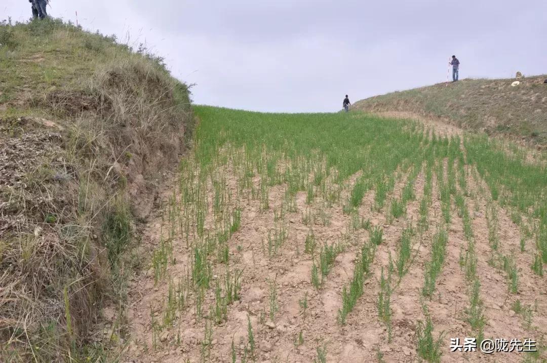 万里长城西起临洮东至辽东,西起临洮东至辽东的万里长城