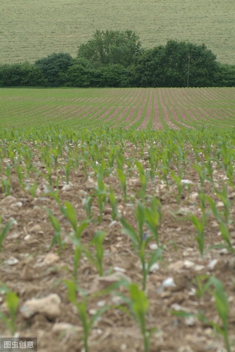 种植玉米起垄好还是平播好,玉米播浅了干旱怎么办