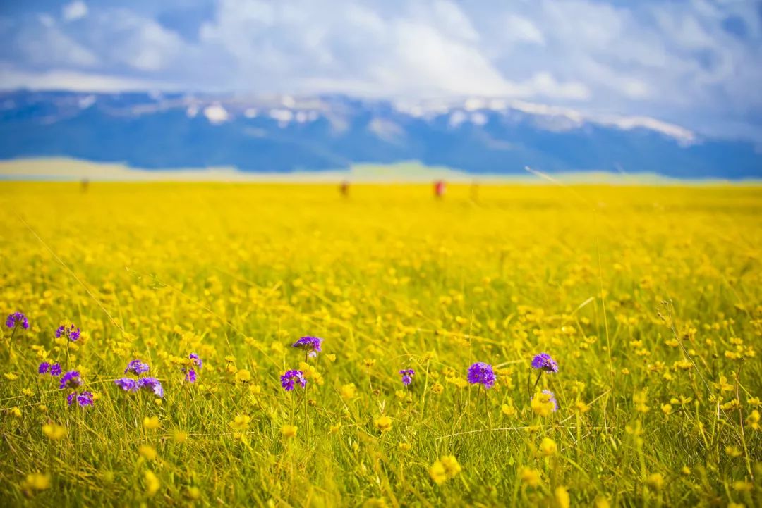 六月的北疆哪些地方值得去,六月的北疆解说