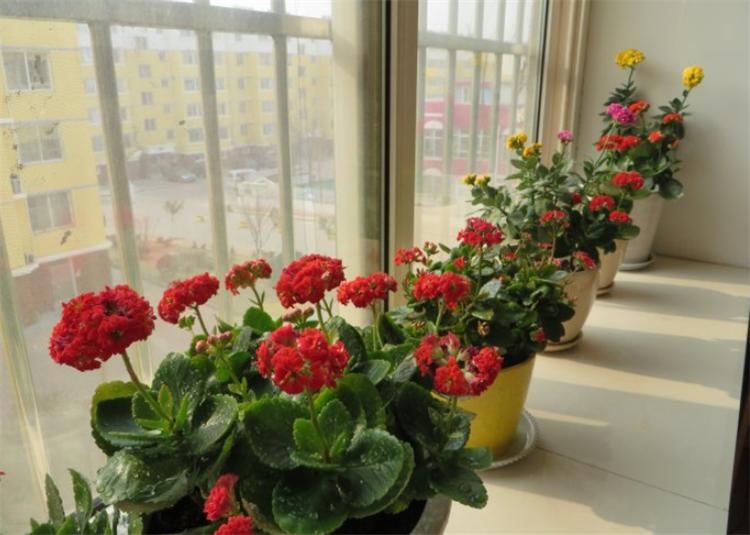 花叶发黄应该怎么办?从5个方面做出调整,十有八九能挽救回来