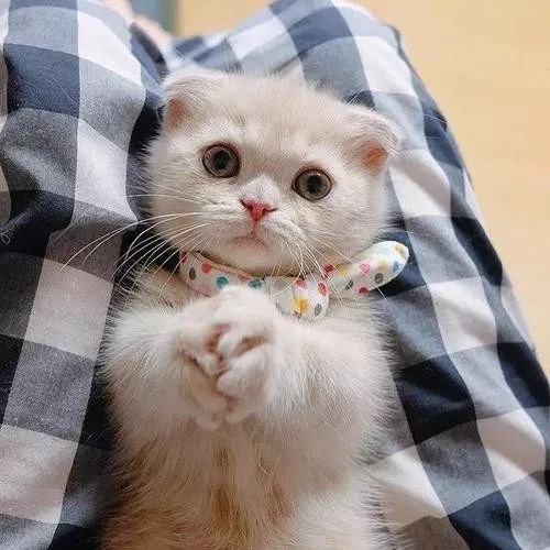 把一只小猫养大会很有感情吗,把一只小猫养大