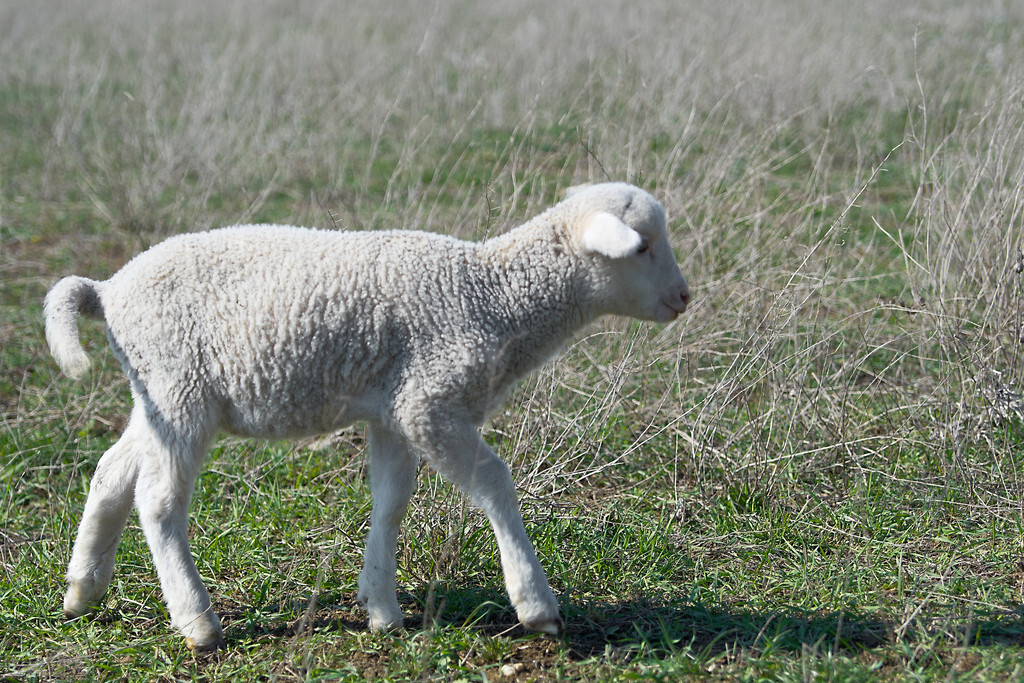 南通如海方言，怎样呼唤各种家养动物？
