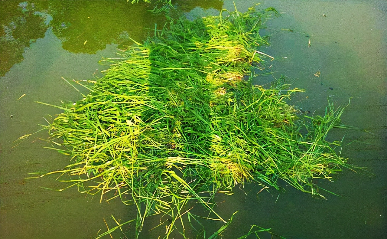 钓草鱼的最佳饵料比例,钓草鱼技巧与多种饵料选择