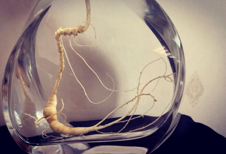 各类人参,从功效与性能上如何排名?