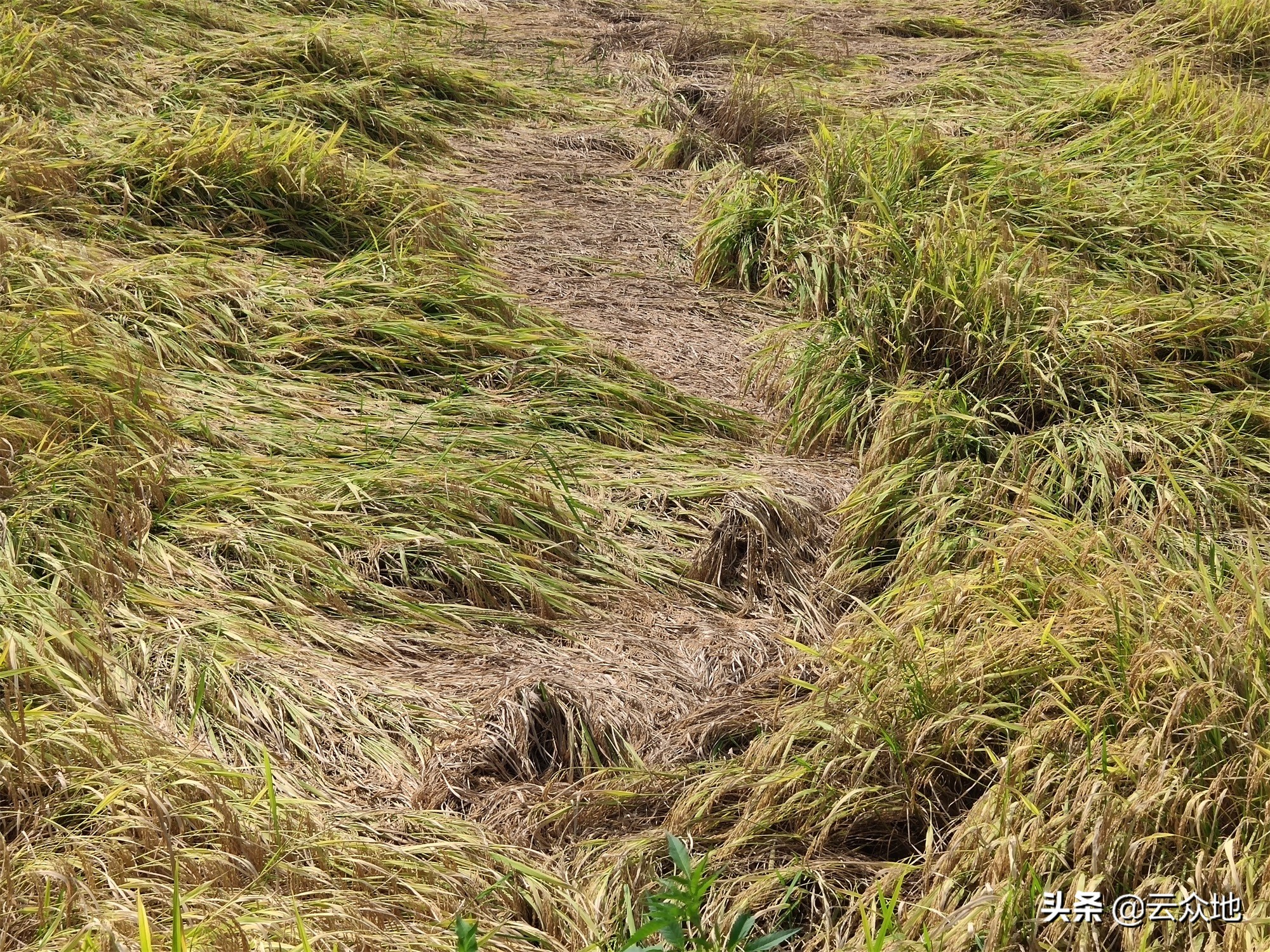 水稻倒伏怎么办,水稻后期怎么控倒伏