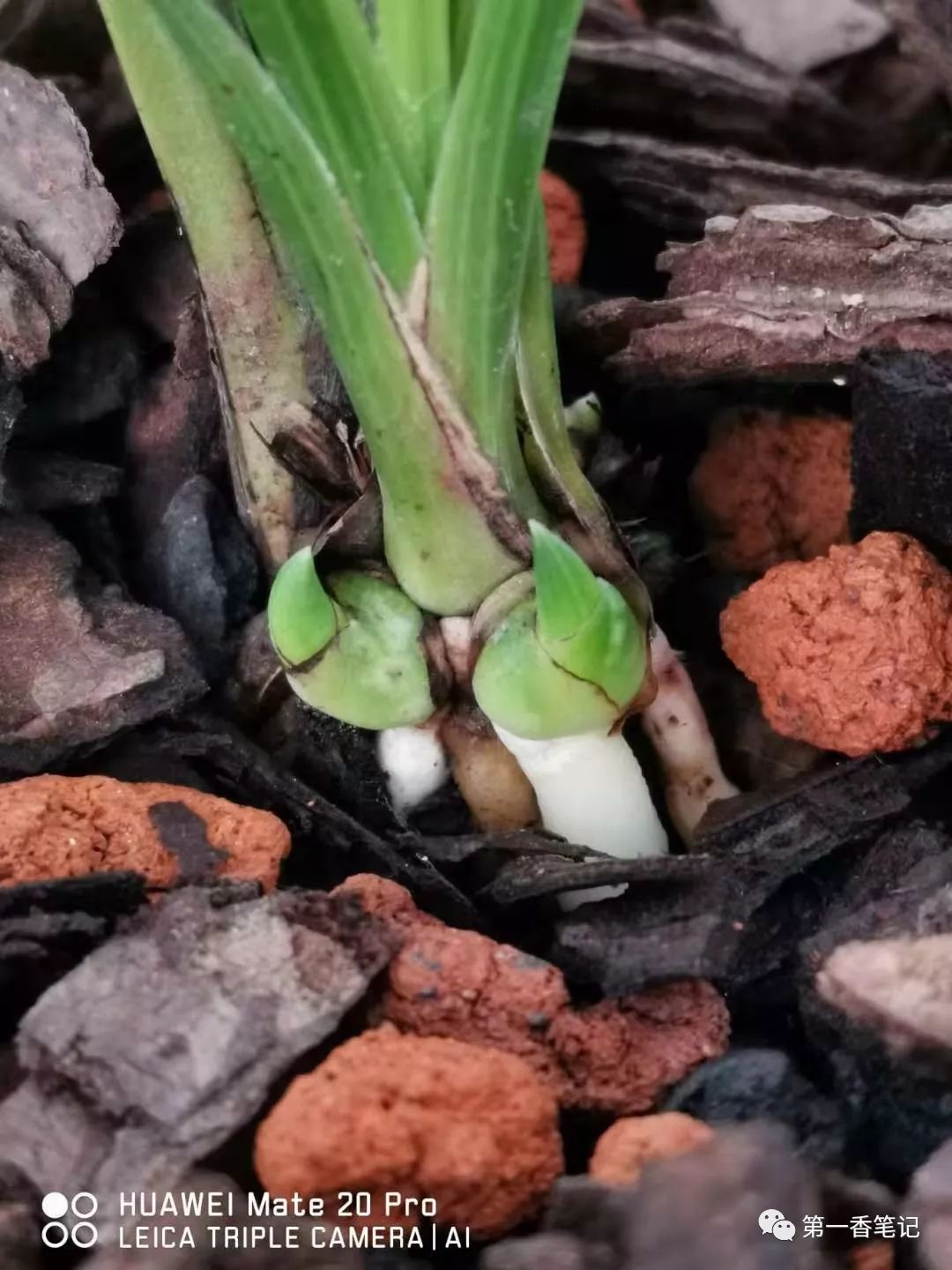 兰花花苞如何看品种,如何辨别兰花花苞的品种