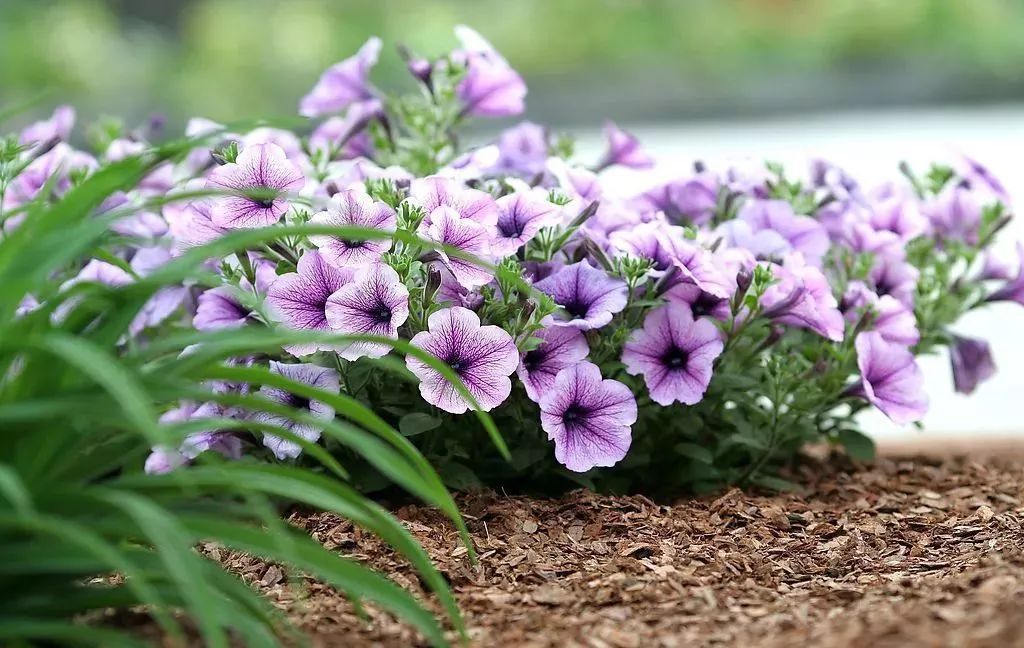 看到花的时候,不知是什么花?那就收下这份百花图谱