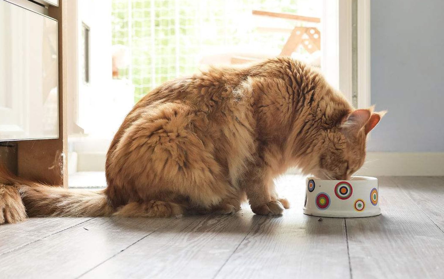 猫能喂生鸡蛋吗,大猫还在喂小猫可以吃生鸡蛋吗