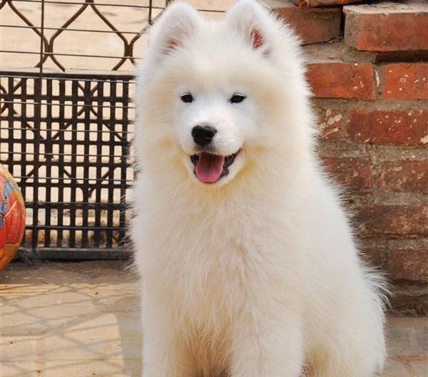 萨摩耶吃什么促进消化,萨摩耶吃什么可以长毛快