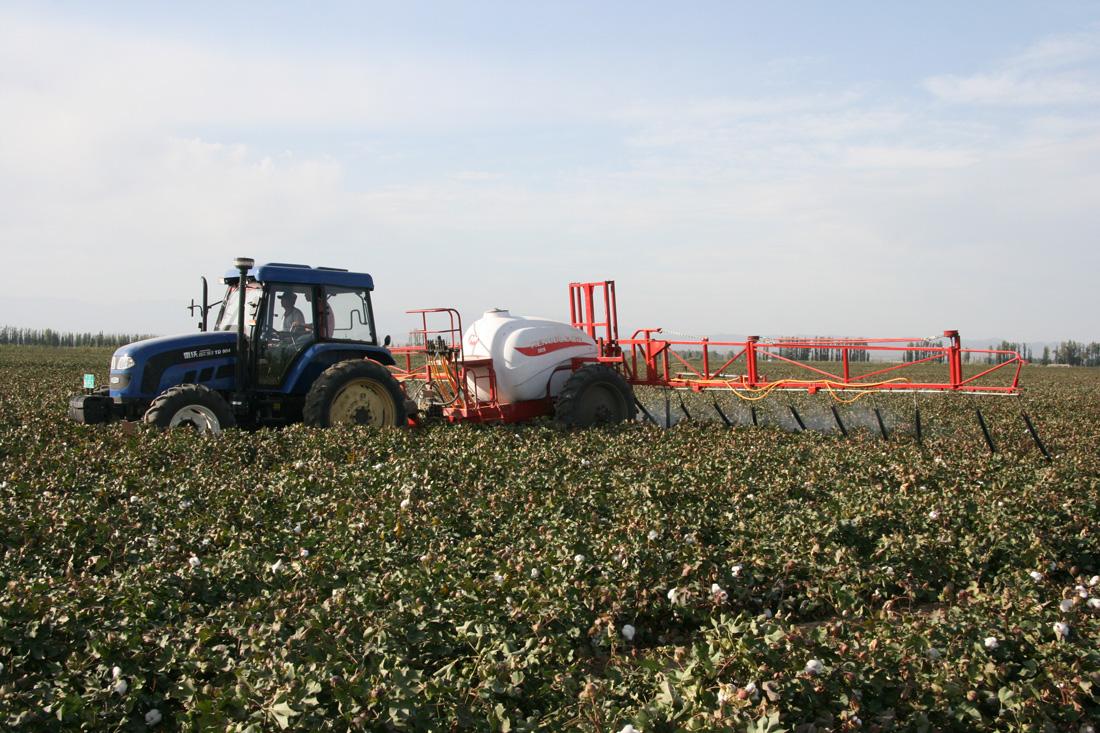 转基因棉花与一般棉花,印度转基因棉花