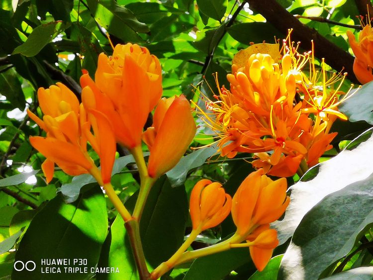 中国无忧花图片,中国无忧花树