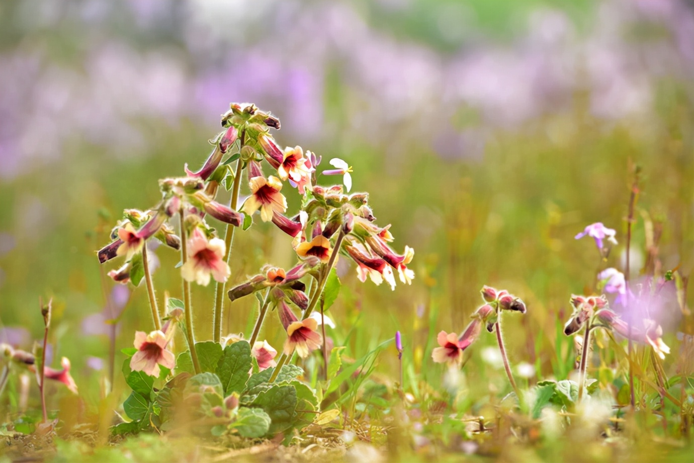 小时候经常见又叫不上名字的植物,一些常见的能吃的植物名称