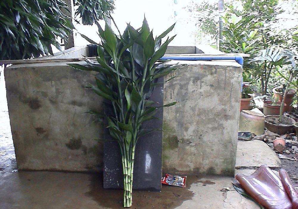 土培栽种的富贵竹黄叶了怎么处理,土培富贵竹黄叶怎么办如何补救