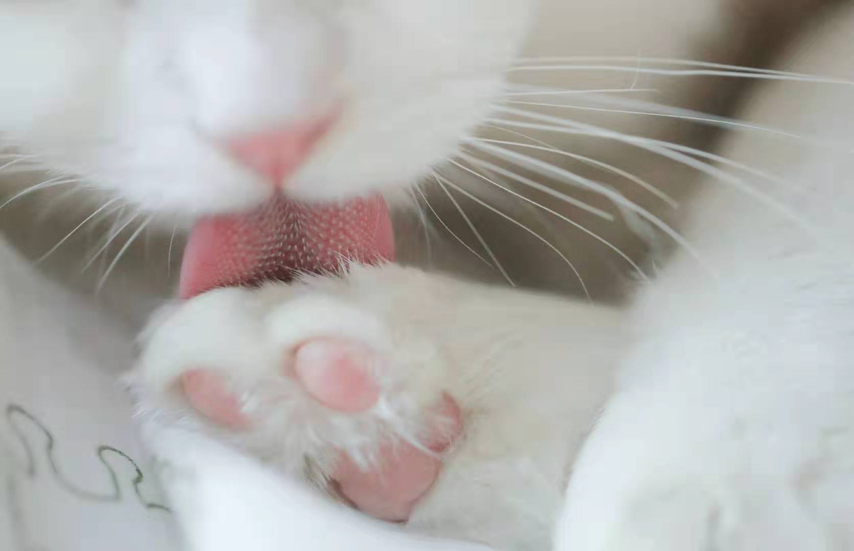 为什么最好别养猫 (为啥劝你别养猫)