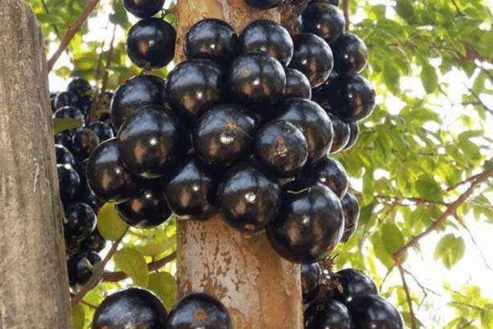 广东水果黑珍珠,黑珍珠水果产地最好的地区