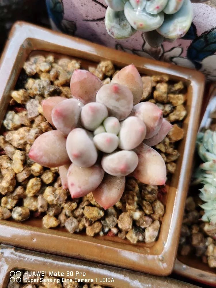 冬日如何更好地养多肉,冬天可以户外养护的多肉