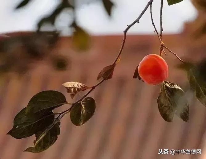 留几枚柿子在树上吧，让感恩变成一种习惯