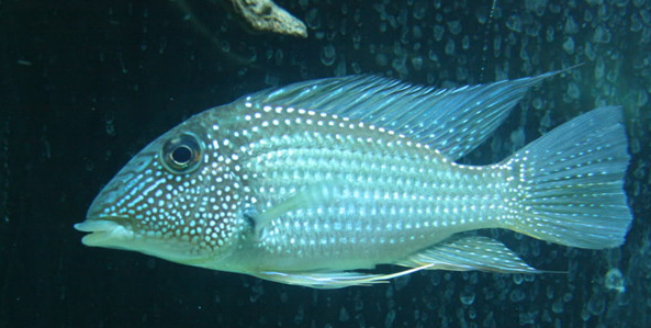 慈鲷品种,慈鲷类型