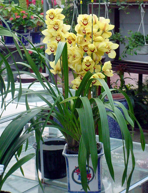 修剪花草的同时修剪自己,花草怎么修剪比较好看