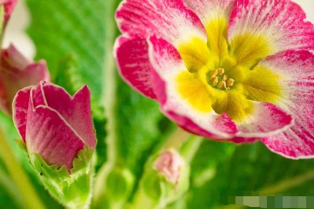 孕期做胎梦有什么说法吗,孕期做胎梦有什么预兆