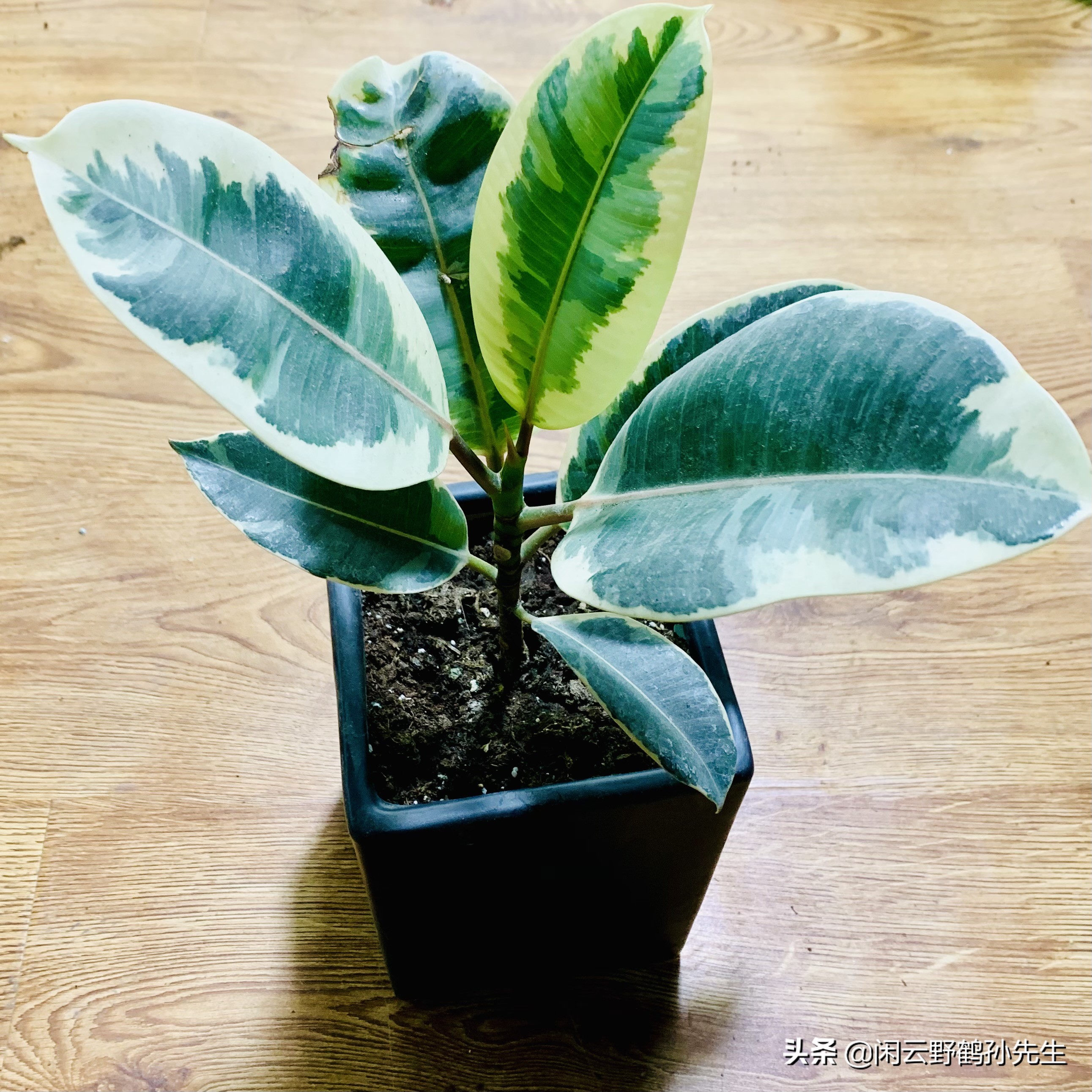 绿植盆栽橡皮树,绿金刚橡皮树花