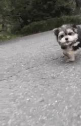 超级可爱呆萌的小奶狗,全种类小奶狗超萌合集