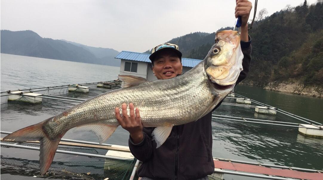 筏钓挂泥鳅钓翘嘴抓口技巧,筏钓翘嘴泥鳅打窝正确方法