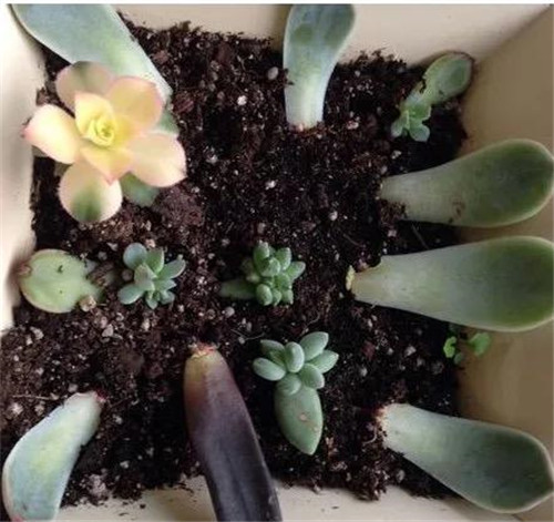 花卉扦插方法教程图解,怎么插一枝花教程简单