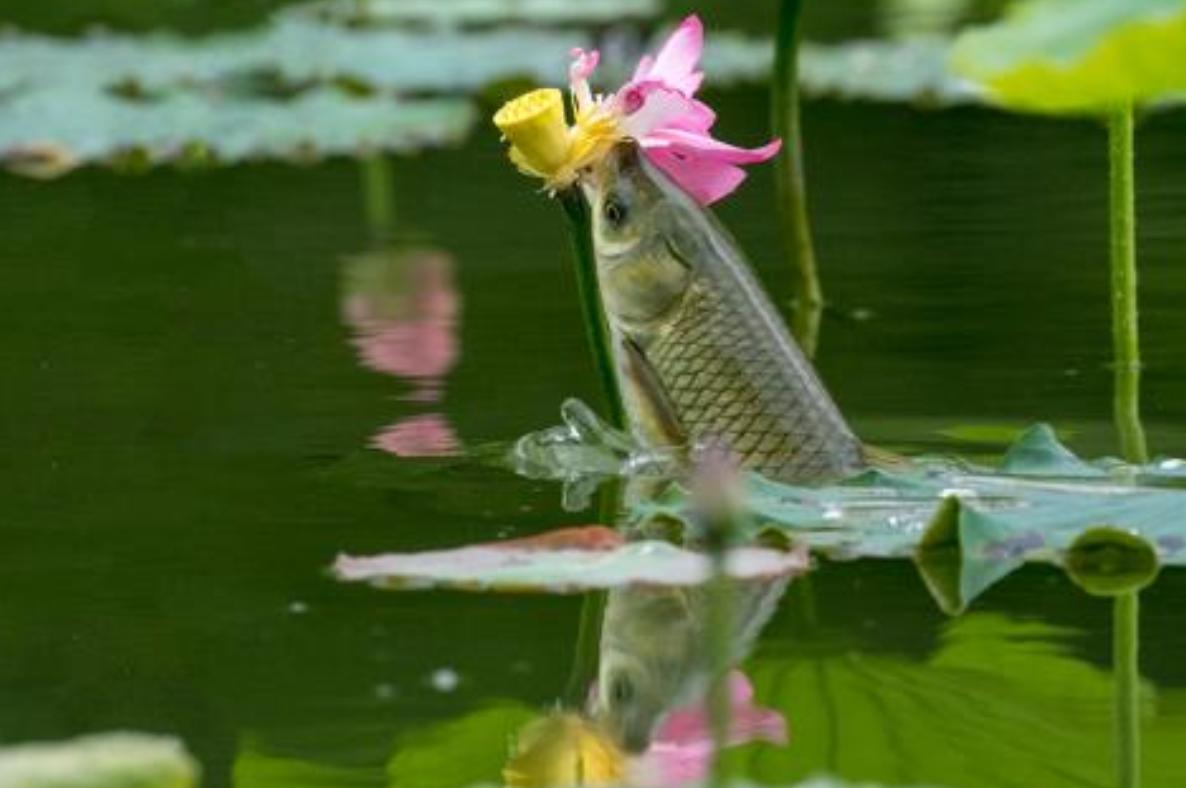 水库的草鱼在哪里,水库草鱼特点介绍图