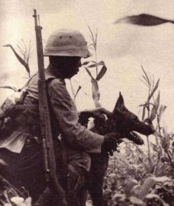 二战中国用什么狗对付狼青,日军恶狼