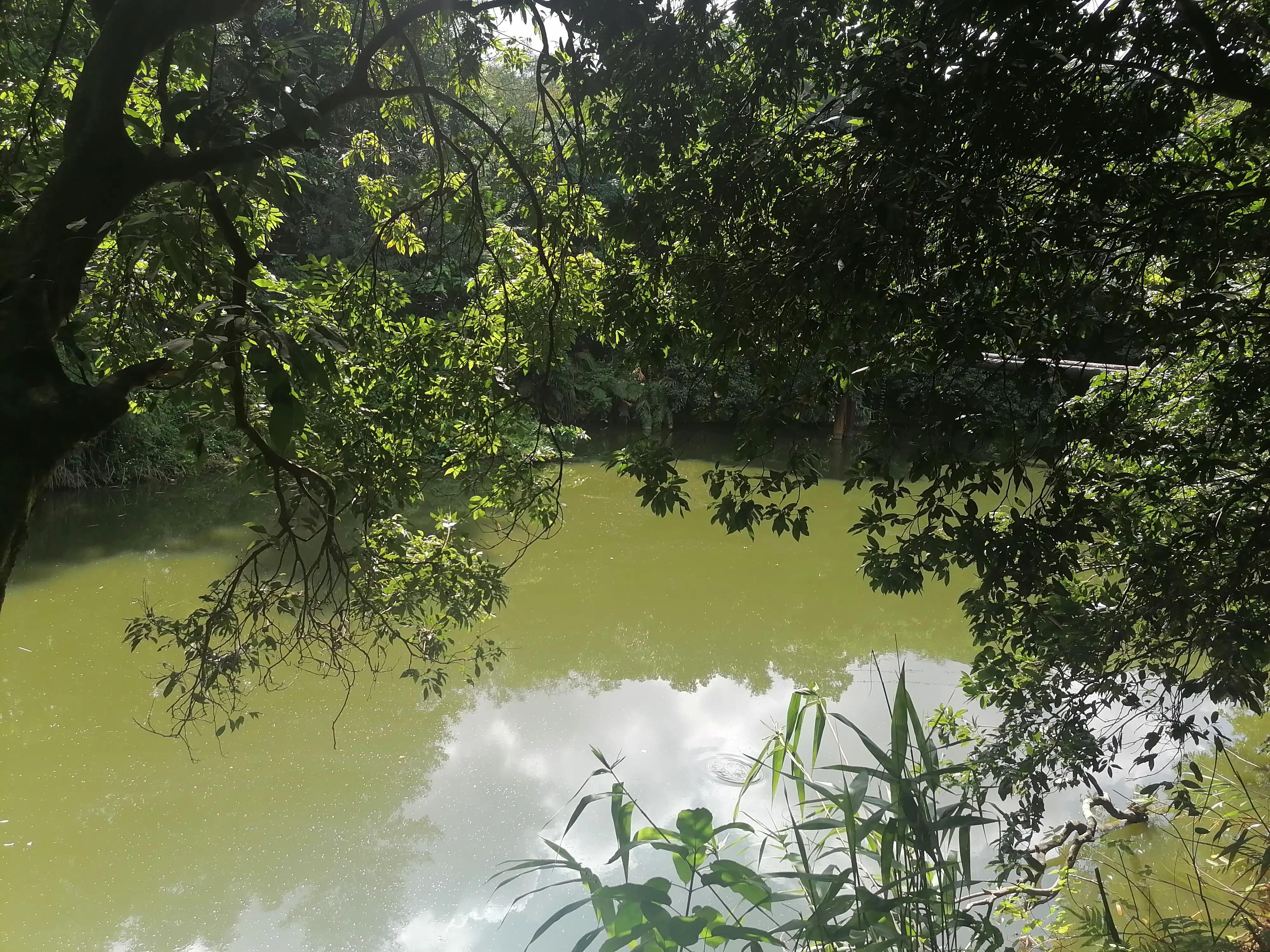 深圳龙华绿道风景区,深圳大浪绿道全景图
