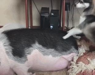 宠物猪被坑了,宠物猪养不大被坑