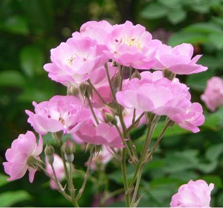 今生有约同心印爱海新花并蒂开—管浩男、曹丛新婚诗词23首