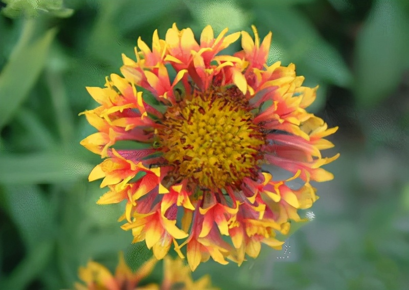 世界各国的国花和国树是什么,世界各国国花大开眼界美到爆