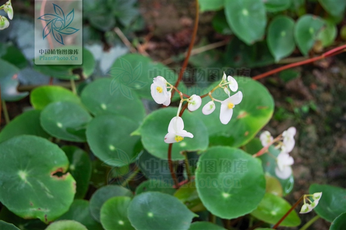 舒筋活血跌打损伤药酒配方,地龙能治疗跌打损伤骨折吗