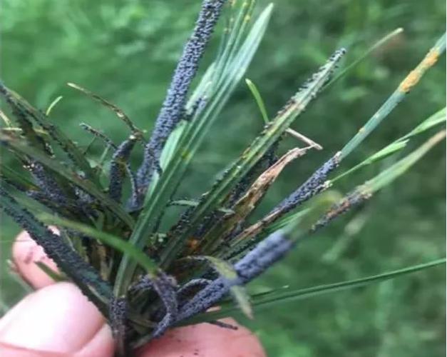 夏季高温天气草坪的种植,高温天气草坪如何修剪