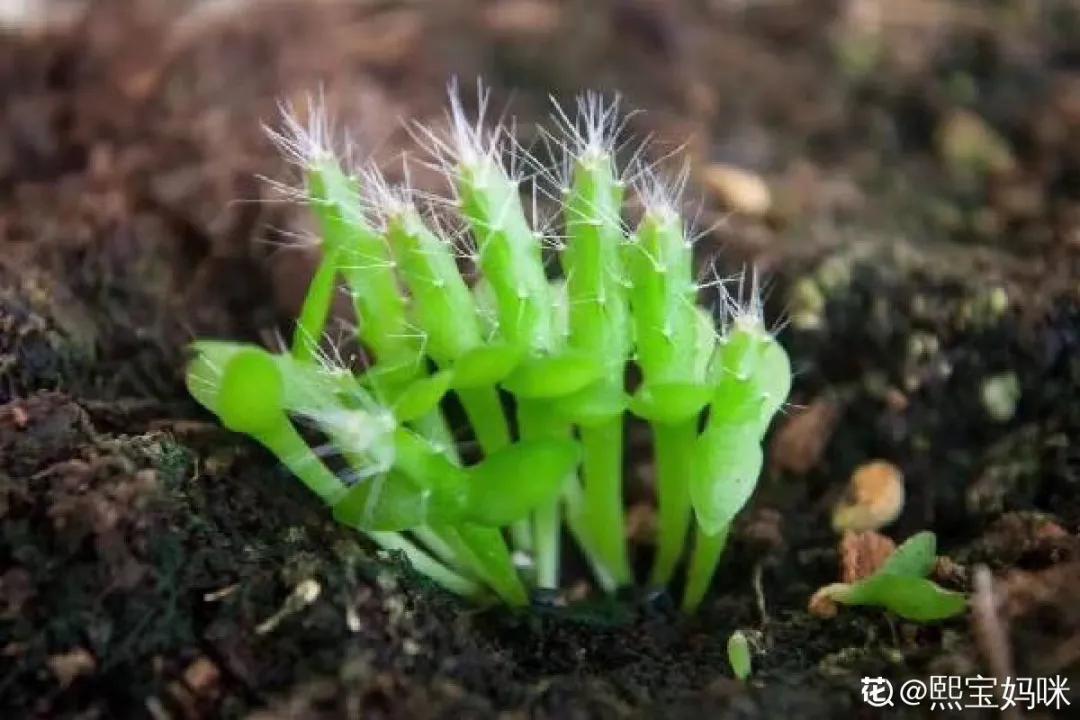 芒果核种芒果的过程,菠萝芒果核种植视频