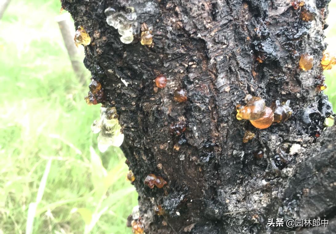 植物流胶病的防治办法,流胶病导致枝条干枯